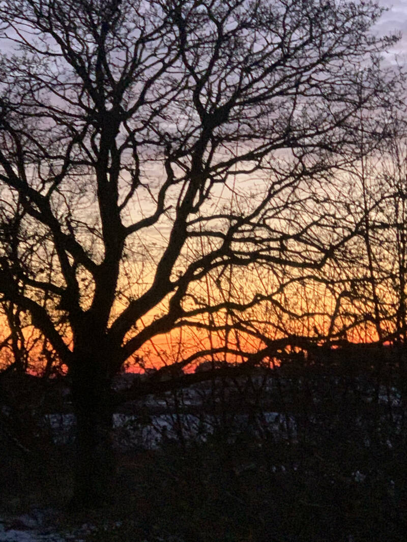 Bomen, Strandrijden Terschelling, moonspirit, bewust van jezelf, natuur 