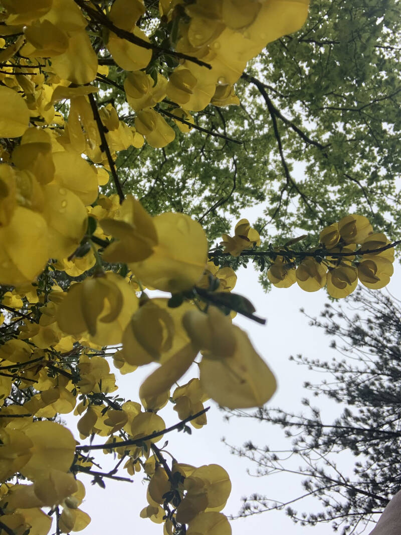 Bloemen, Strandrijden Terschelling, moonspirit, bewust van jezelf, natuur 