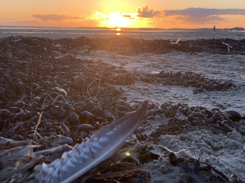Strand, Veertjes, Strandrijden Terschelling, moonspirit, bewust van jezelf, natuur 