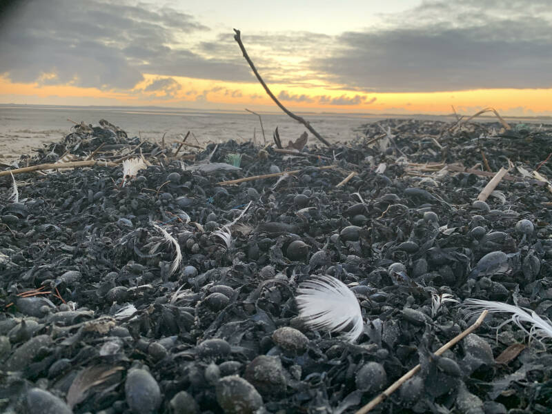 Strand, Strandrijden Terschelling, moonspirit, bewust van jezelf, natuur 