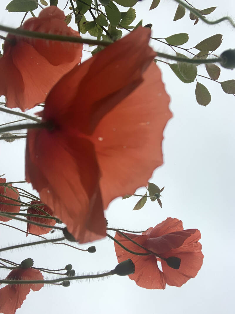 Bloemen, Strandrijden Terschelling, moonspirit, bewust van jezelf, natuur 