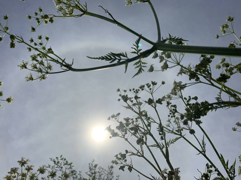 Bloemen, Strandrijden Terschelling, moonspirit, bewust van jezelf, natuur 