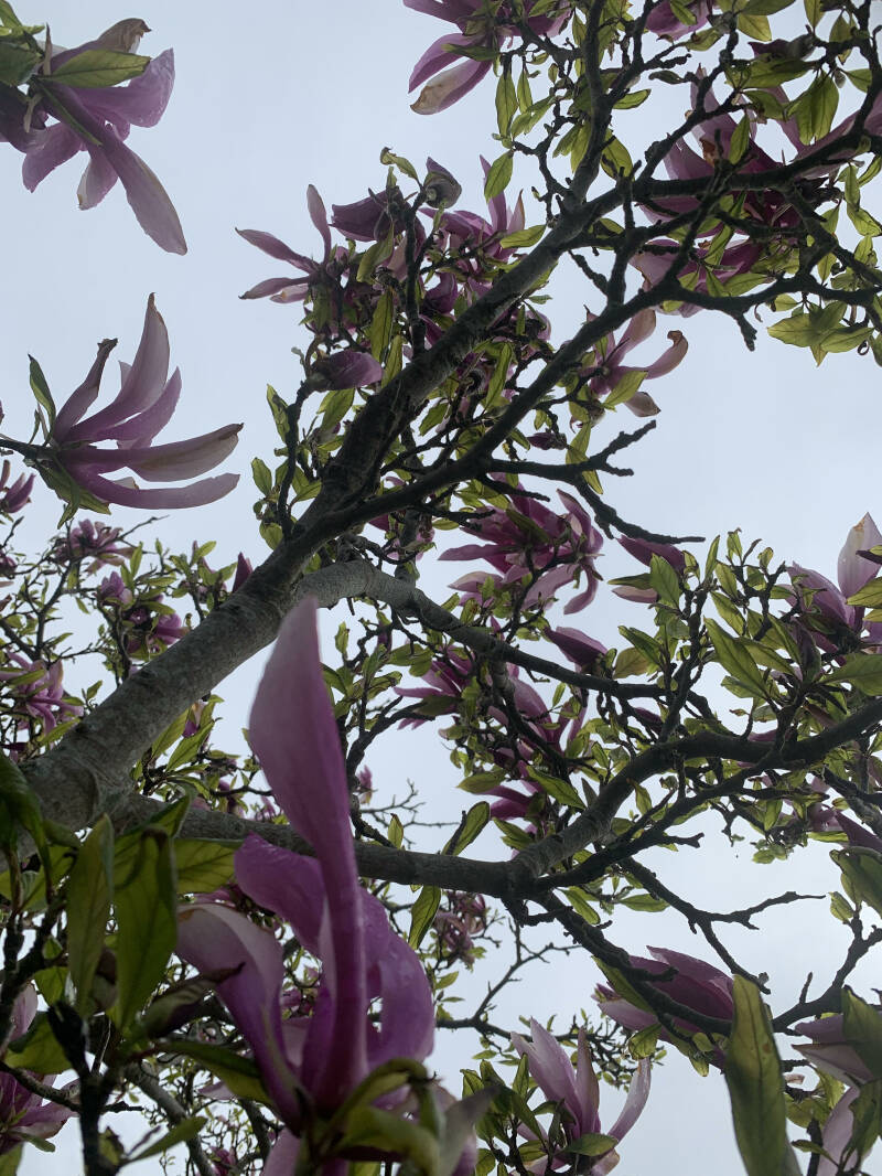 Bloemen, Strandrijden Terschelling, moonspirit, bewust van jezelf, natuur 