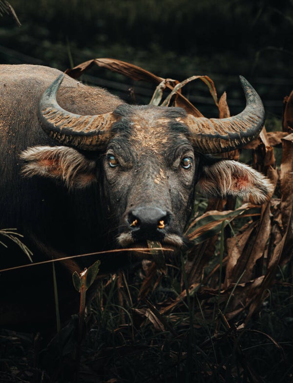 Regard de Buffle - Cadre Photo Gallery Bond