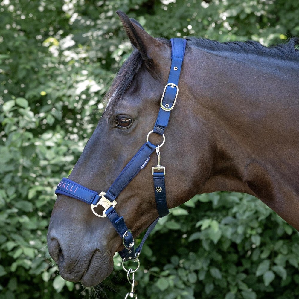 Harry's Horse Halsterset Denici Cavalli Purple Passion Satin ZOMER 2026