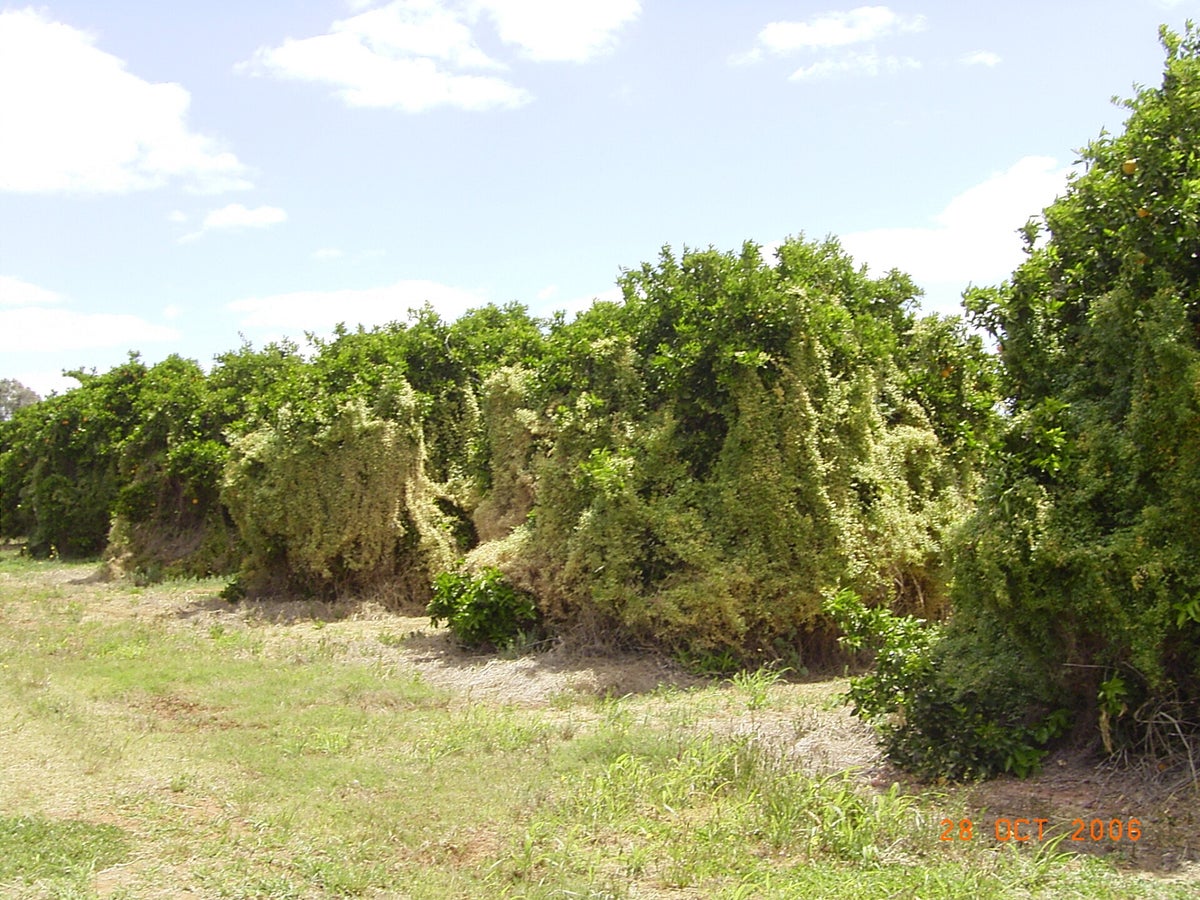 Bridal Creeper Weedbiocontrol Bridal creeper weedbiocontrol