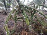 Weedbiocontrol