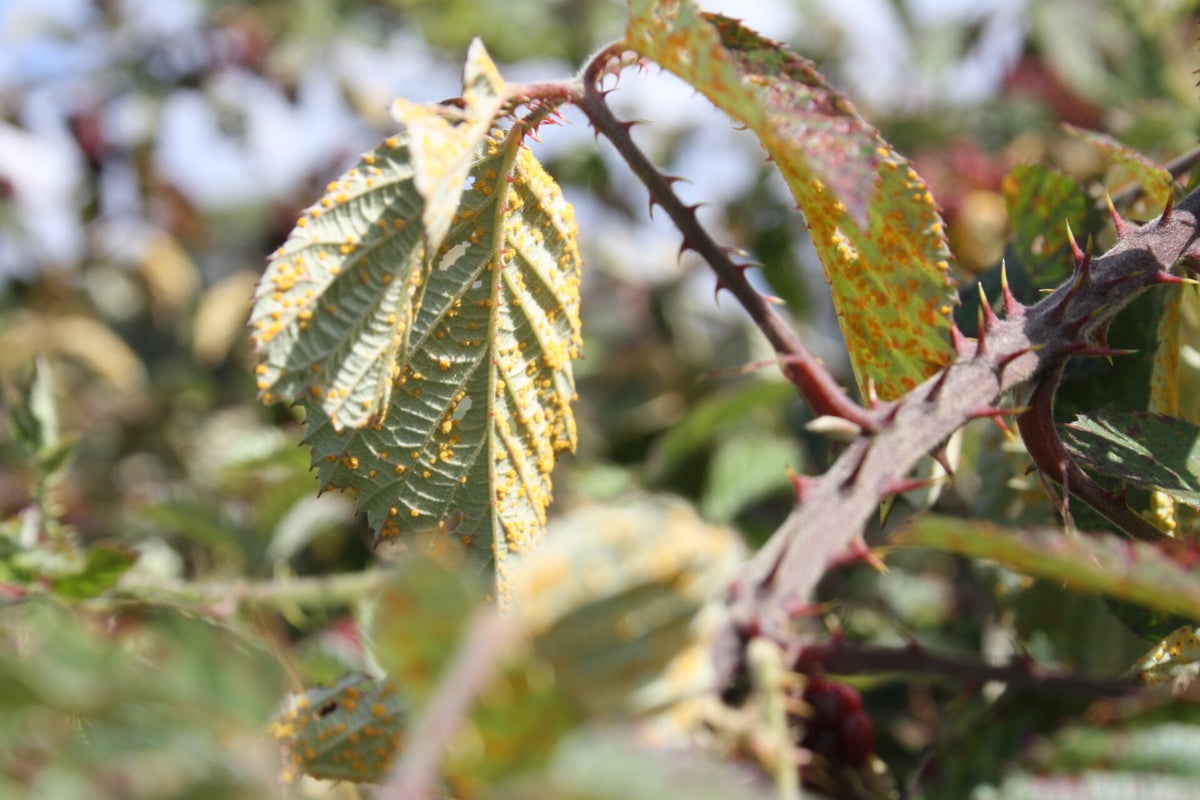 Blackberry Weedbiocontrol Blackberry weedbiocontrol