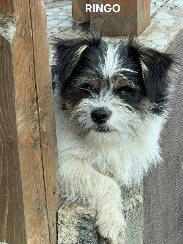Ringo