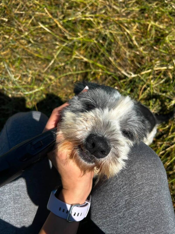 Stella