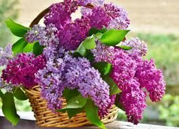 Fondants parfumées Lilas