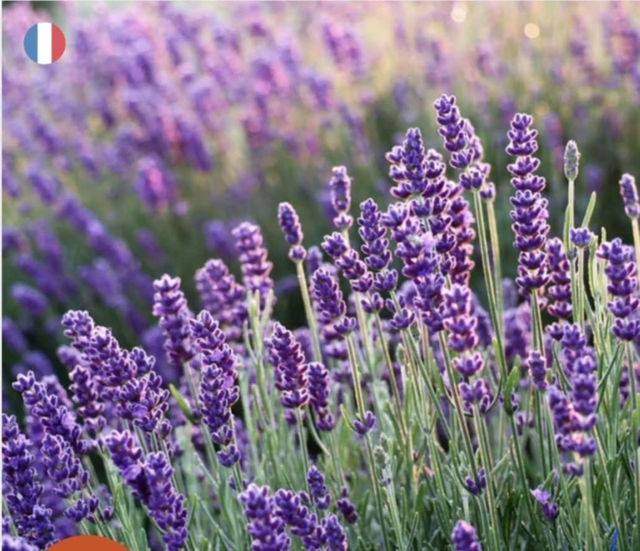 Fondant parfumé Lavande