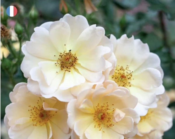 Fondant parfurmé Musc