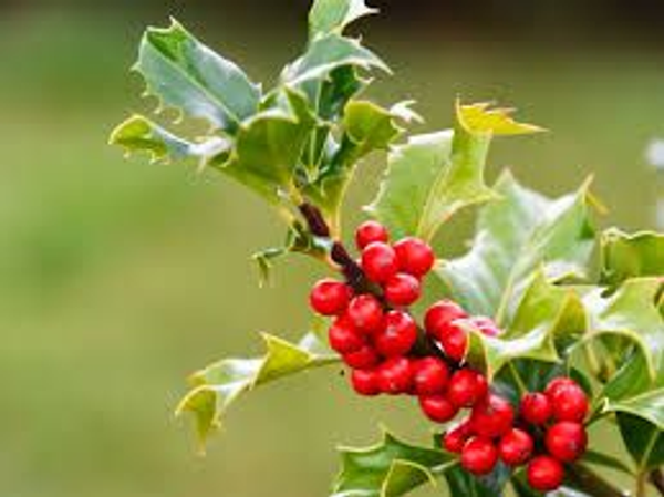 Fondants parfumés de noël Gui