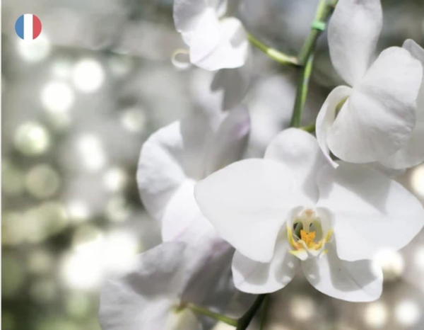 Fondants parfumée Orchidée blanches