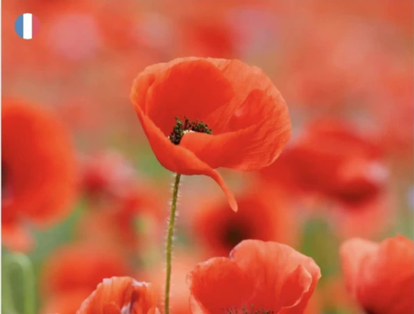 Fondant parfumée Coquelicot