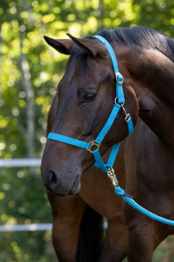 Halster Hippo Covalliero