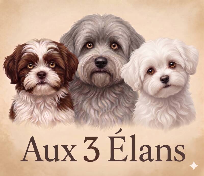 logo-hava-bichons-standard-2179ma.jpg
