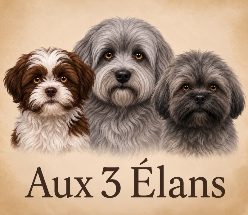 logo-shih-et-hava-et-bichon-spet-26-standard-kh7ket.png