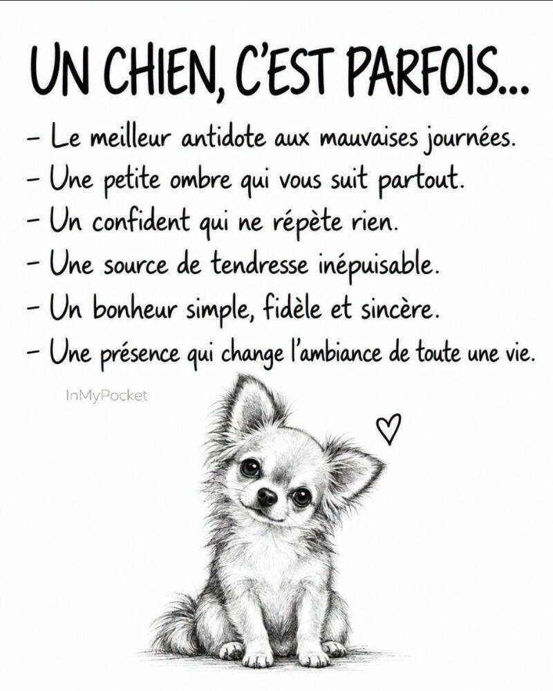 un-chien-c-est-standard.jpg