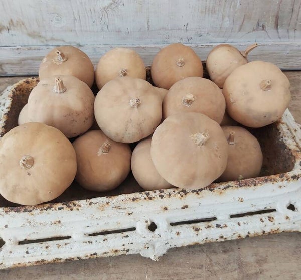 Kleine gedroogde kalebas