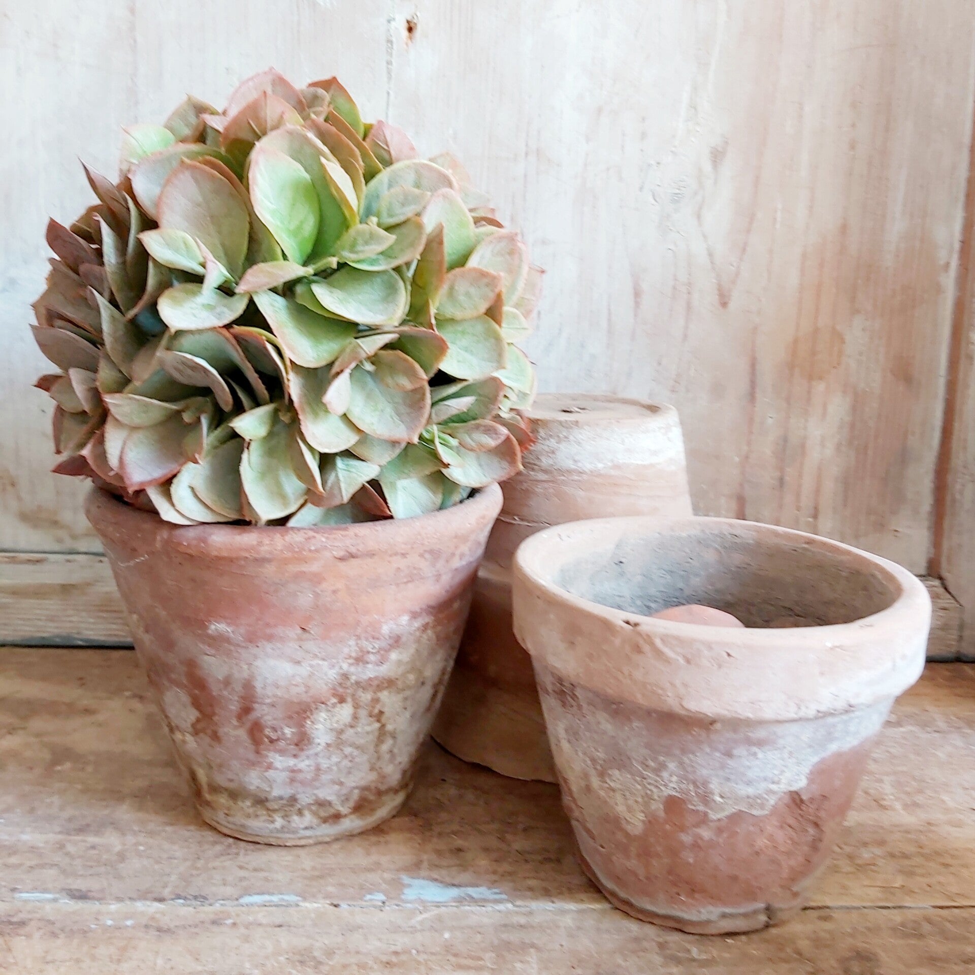 Eucalyptus bol 15 cm