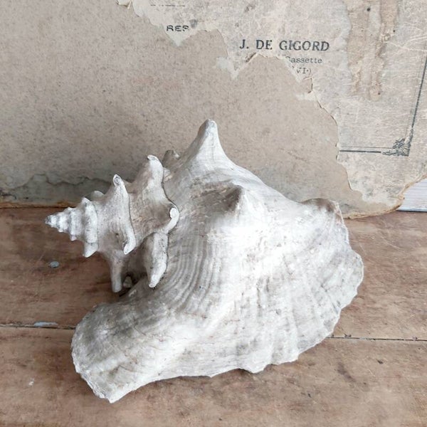 Grote oude schelp