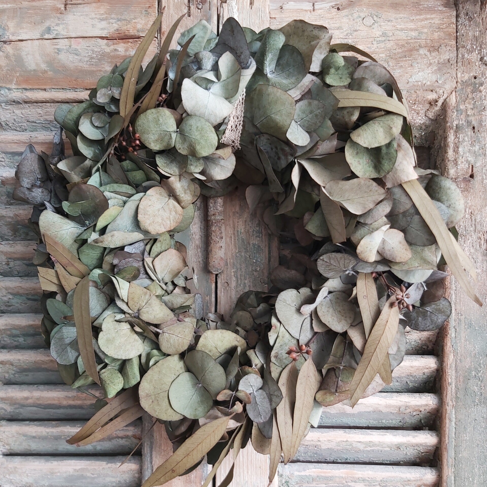 Eucalytus krans