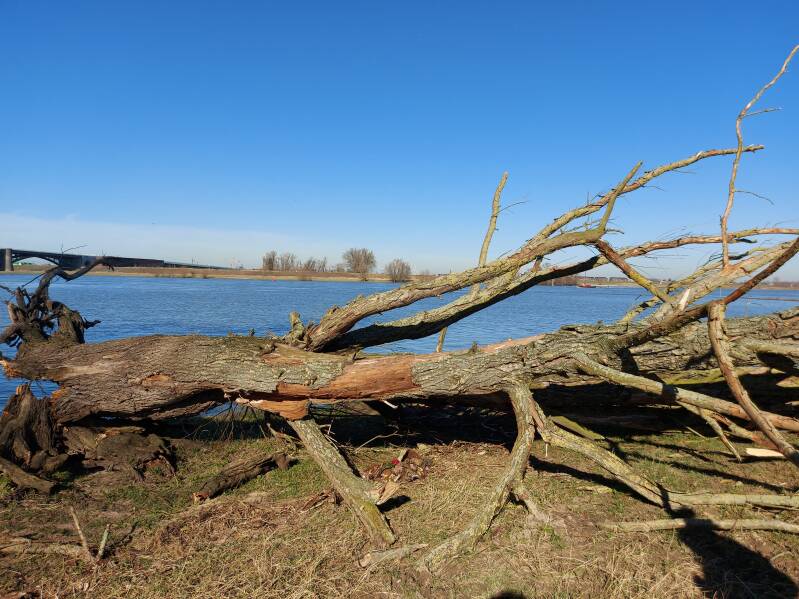 Foto van een boomstronk in een natuurgebied. Symboliek tijdens een buitenworkshop ontdek jouw eigen natuur kunst.