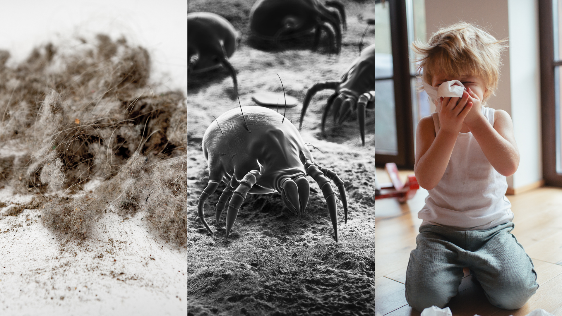 HYLA EST - Die Revolution bei Tierhaaren, Tierhaarallergie und Neurodermitis. Die Hoffs aus Hermeskeil sind dein zuverlässiger Experte für das HYLA Luft- und Raumreinigungssystem. Milbenmanagement, Milbeneier, Milbenkot, Hauschuppen.