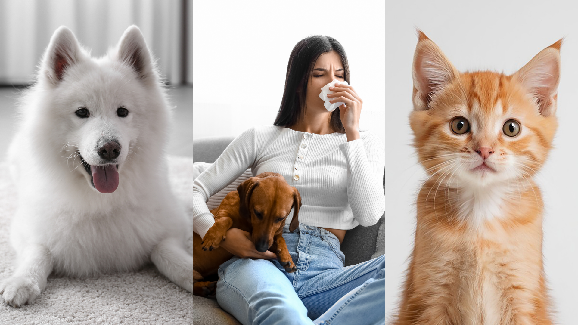 HYLA EST - Die Revolution bei Tierhaaren, Tierhaarallergie und Neurodermitis. Die Hoffs aus Hermeskeil sind dein zuverlässiger Experte für das HYLA Luft- und Raumreinigungssystem. Milbenmanagement, Milbeneier, Milbenkot, Hauschuppen.