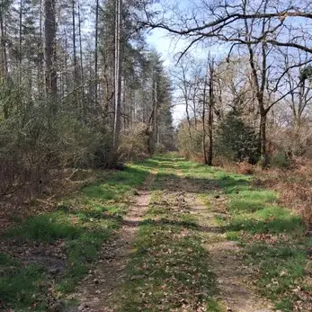 balade en sologne chemin au coeur de la foret paisible