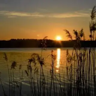 coucher de soleil sur un etang en sologne avec roseaux au calme