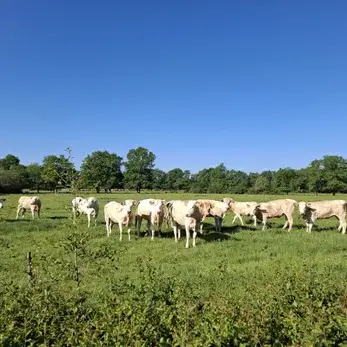 paysage rural en sologne avec vaches et nature au calme