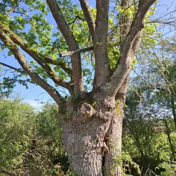 arbre ancien en sologne symbole de nature et de calme