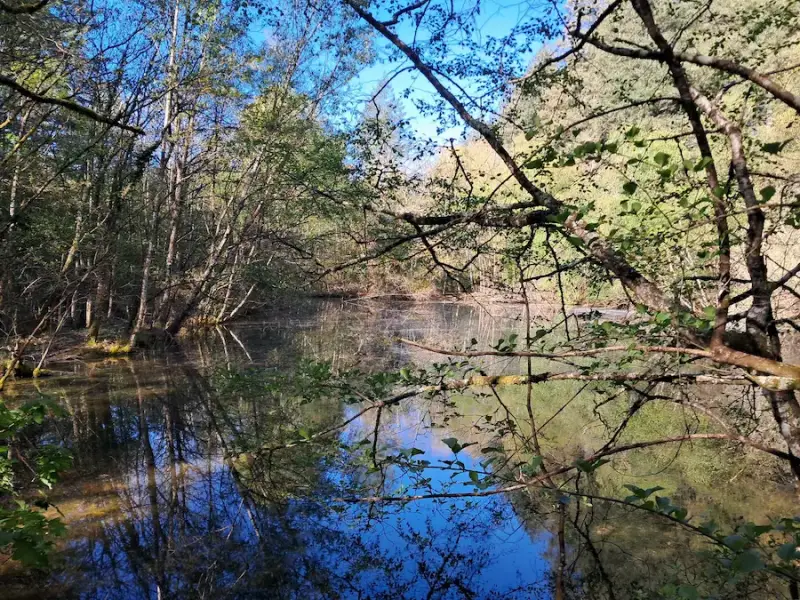 Paysage de zone humide observé lors d'une randonnée en Sologne, entre étangs, forêts et nature préservée.
