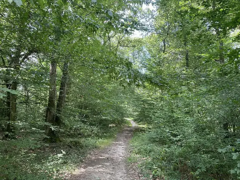 Sentier forestier en Sologne, idéal pour découvrir la nature préservée de Nouan-le-Fuzelier et ses environs.