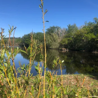 paysage sologne etang paisible avec vegetation et reflets sur l eau
