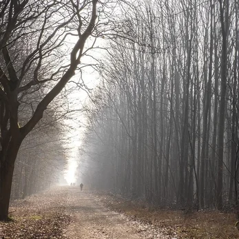 balade en foret de sologne dans la brume au lever du jour
