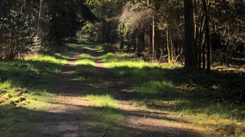 sunlit forest path in Sologne ideal for walking and relaxing in nature France