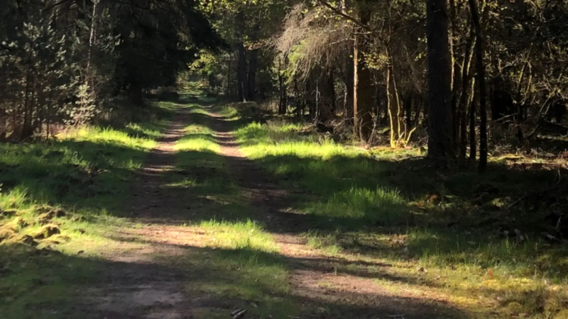 sunlit forest path in Sologne ideal for walking and relaxing nature holidays in France
