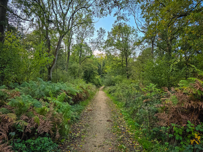Bourne wood lincolnshie