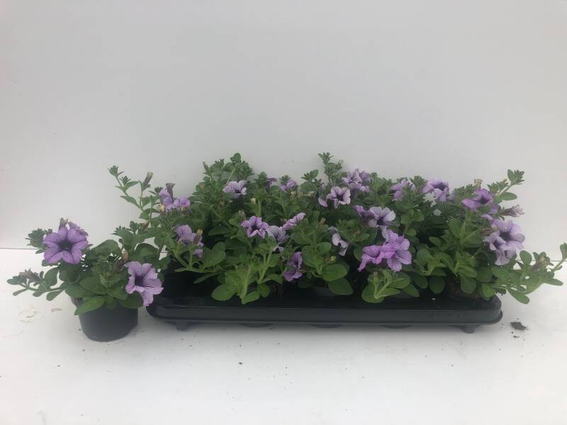 Famous Violet Dark Eye