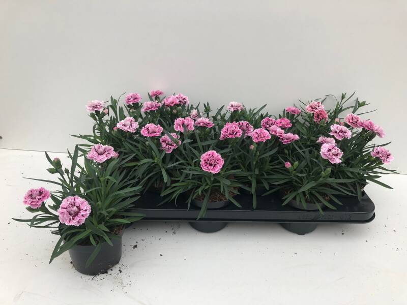 Oscar Pink and Purple