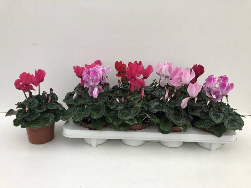 Cyclamen