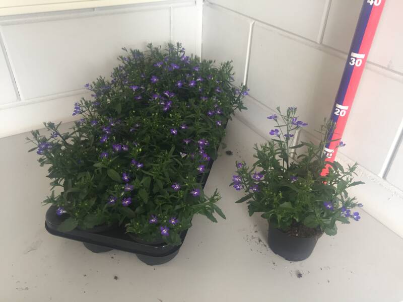 Lobelia Blauw