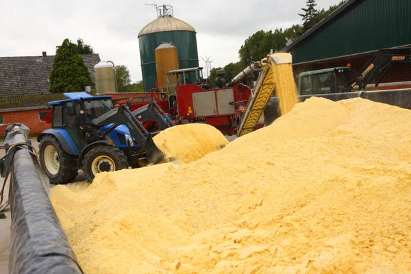 Mais CCM (Corn-Cob-Mix)