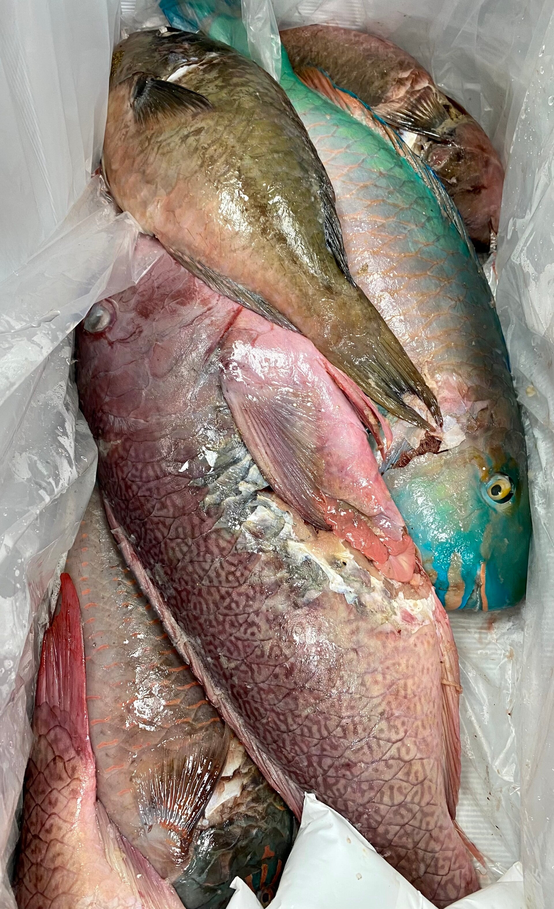 Parrot Fish (Palaksi)