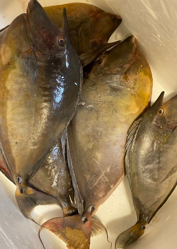 Unicorn Fish (Tatagà)