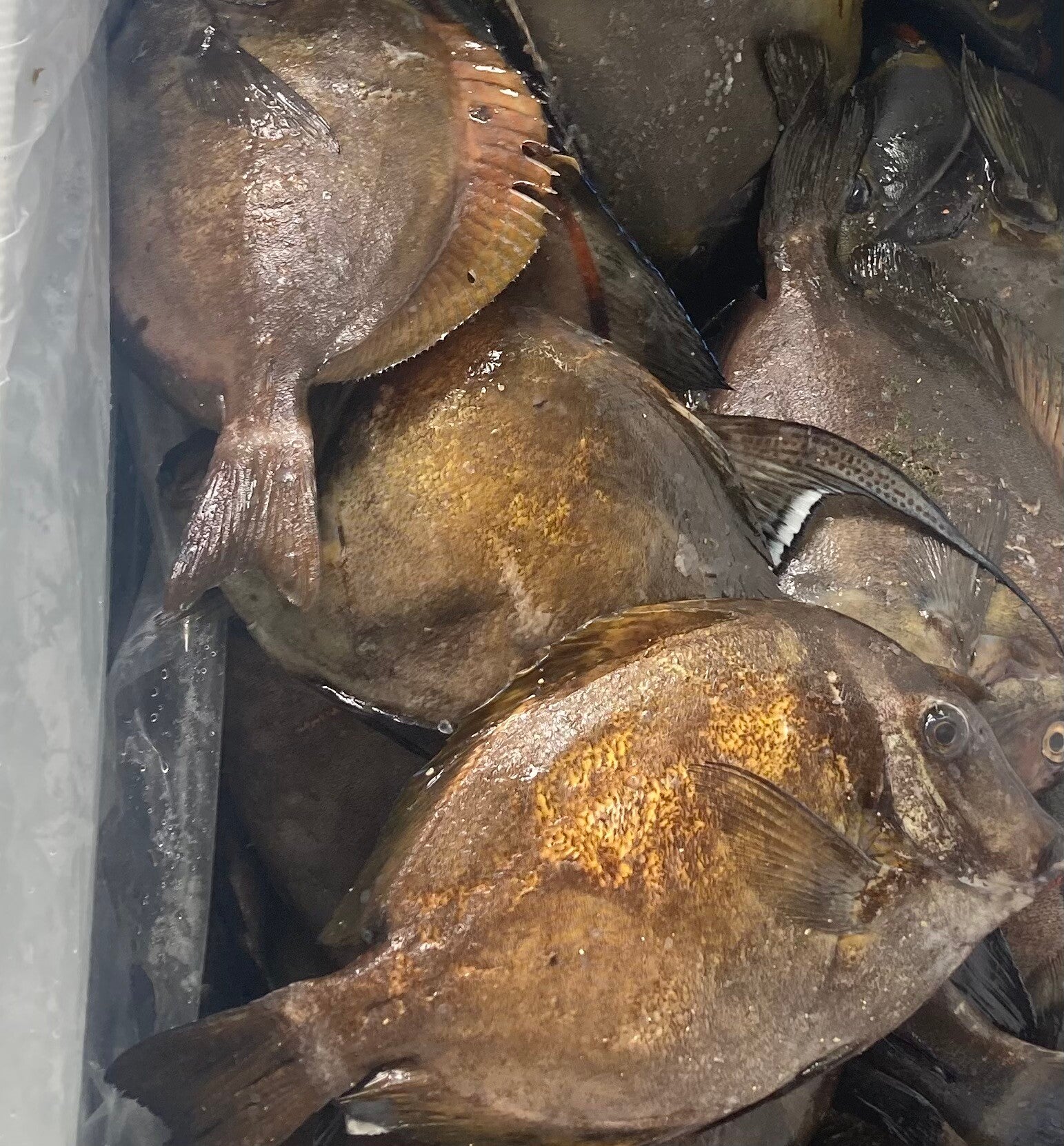 Surgeonfish (Hugupao)